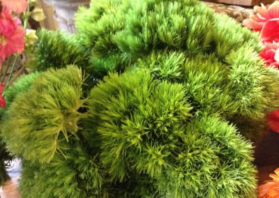 Dianthus Green Witch Grown on site. Photo credit: Jessica Miller.