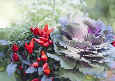 plantings-seasonal-corporate-florist-dunstable-ma