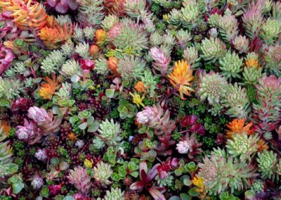 succulents-rose-of-sharon-dunstable-ma